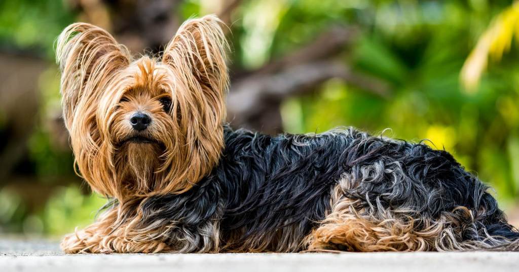raças de cachorro para apartamento yorkshire terrier