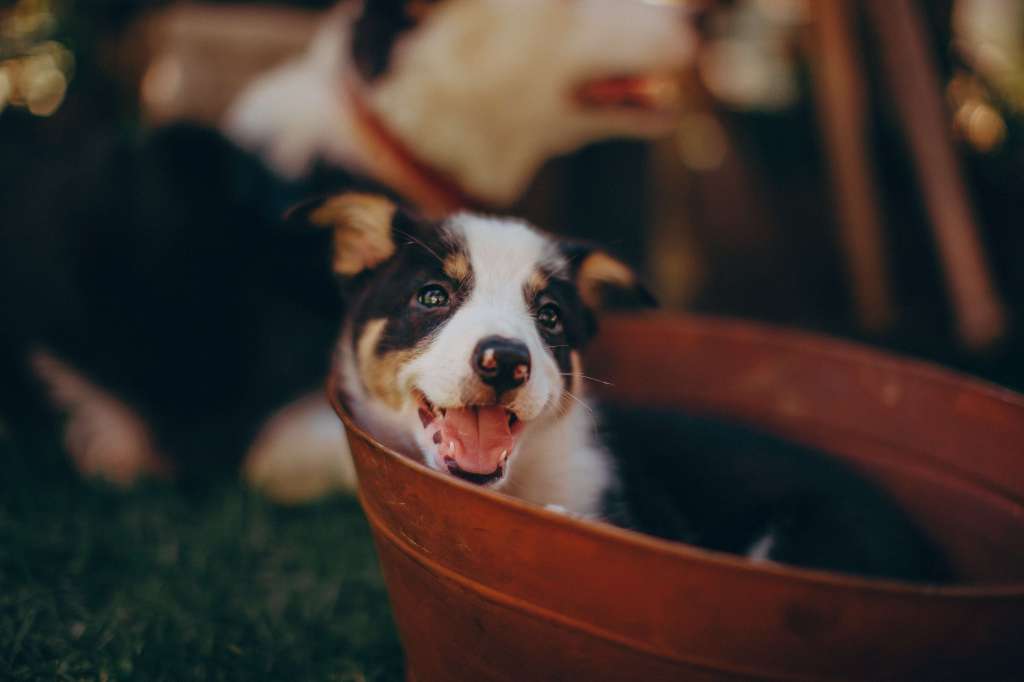 cuidados com o cachorro na praia dê banho após o passeio