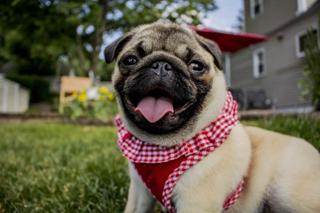 raça de cachorro para apartamento pug