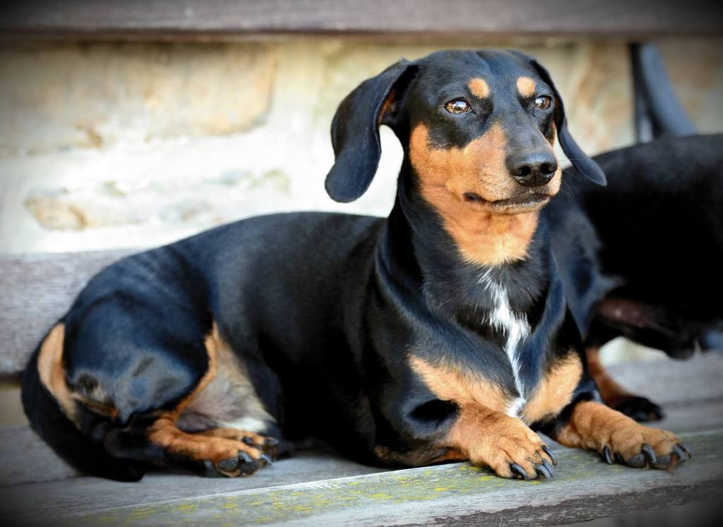raças de cachorro para apartamento dachsund