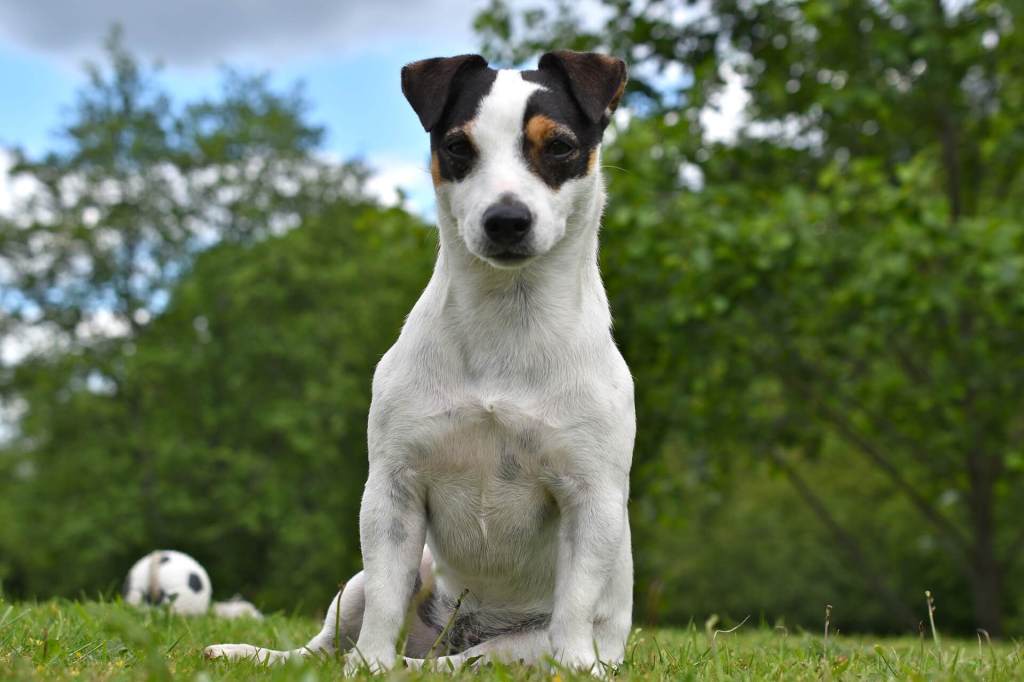 raças de cachorro para apartamento jack russel