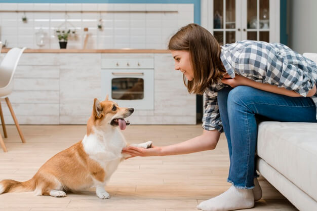 cachorro em apartamento treinamento
