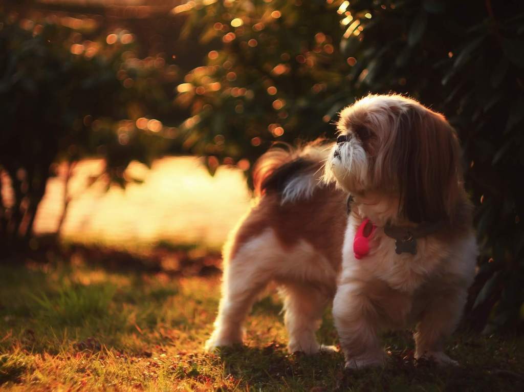 raças de cachorro para apartamento shih tzu