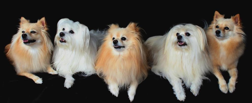 raças de cachorro para apartamento