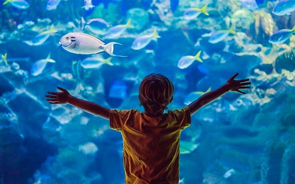 Oceanic Aquarium: Você conhece o maior aquário em Balneário Camboriú?