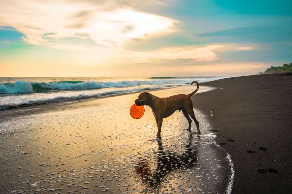 cuidados com o cachorro na praia verifique o destino pet friendly