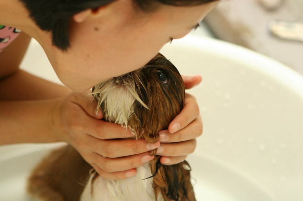cachorro em apartamento banho e cuidados