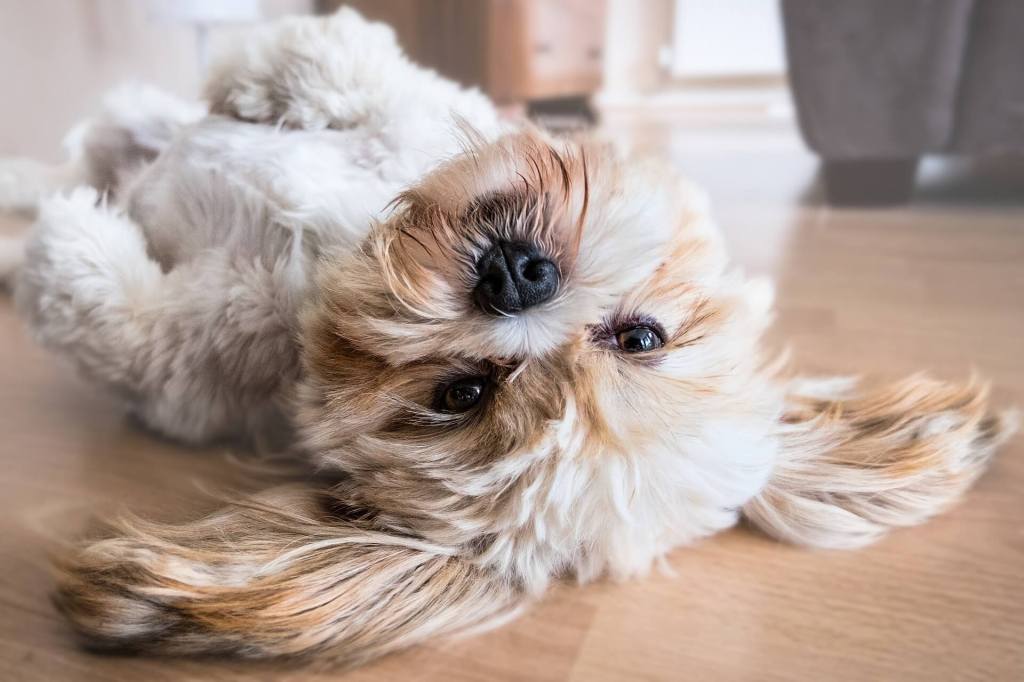 raças de cachorro para apartamento lhasa apso