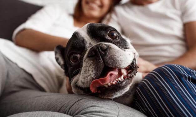 7 dicas de como manter o espaço limpo com cachorro em&nbsp;apartamento