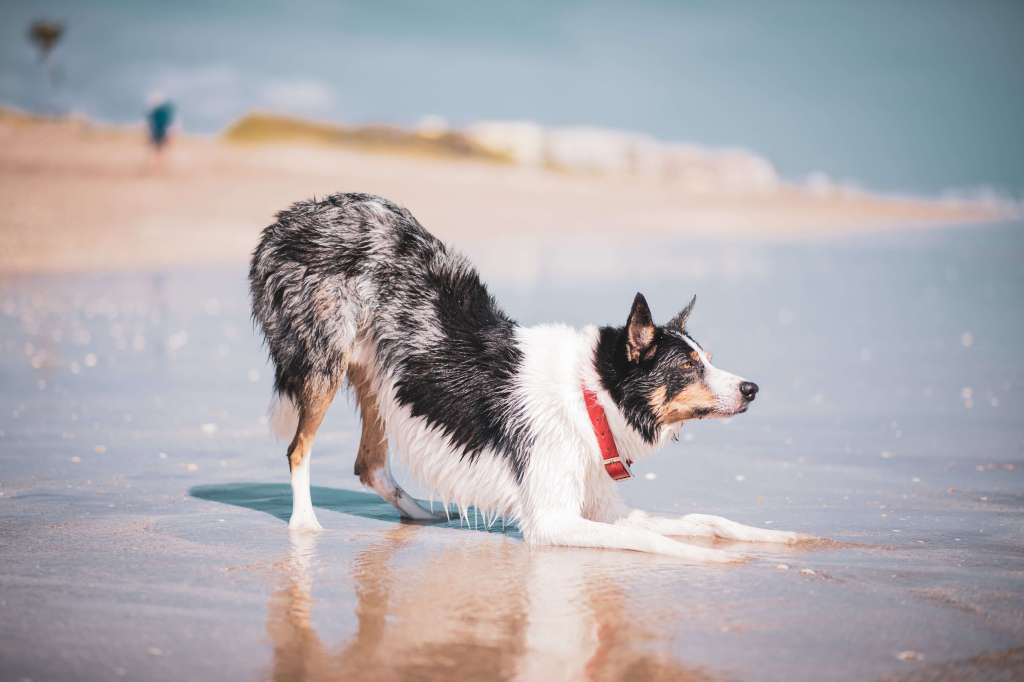 cuidados com o cachorro na praia utilize coleira de identificação